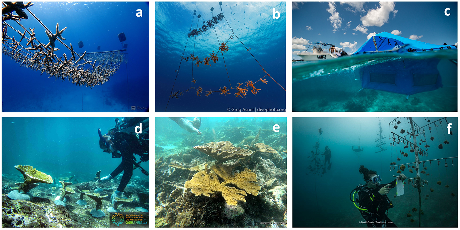 Cinvestav en alianza científica para la restauración de arrecifes coralinos en América Latina