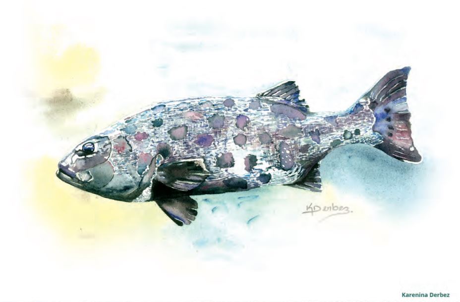 Manuel para el monitoreo biológico del mero gigante (Stereolepis gigas) en aguas mexicanas