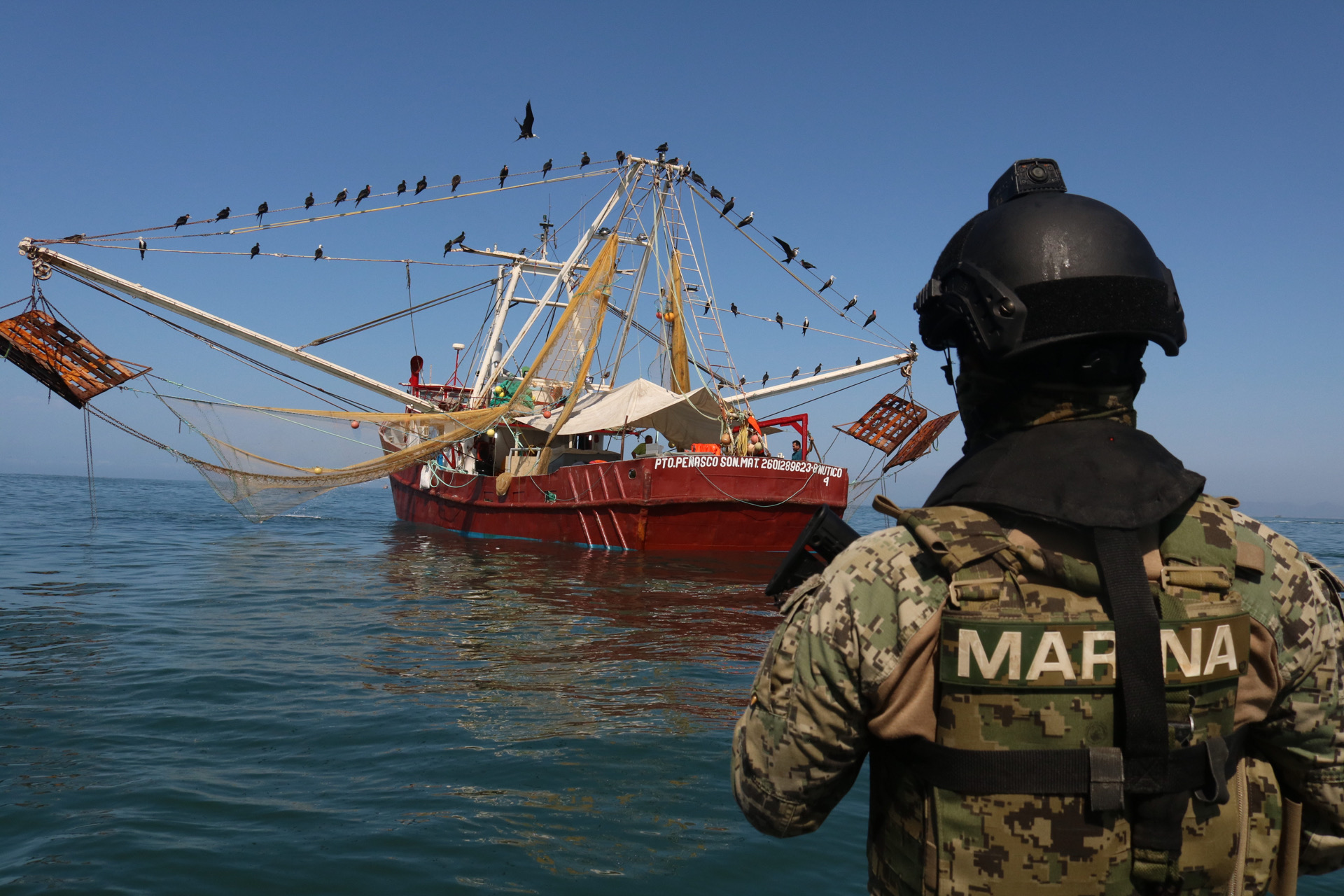 Sin contratiempos y apegado a normas, en altamar y en bahías, sigue temporada de captura de camarón en el océano Pacífico Mexicano