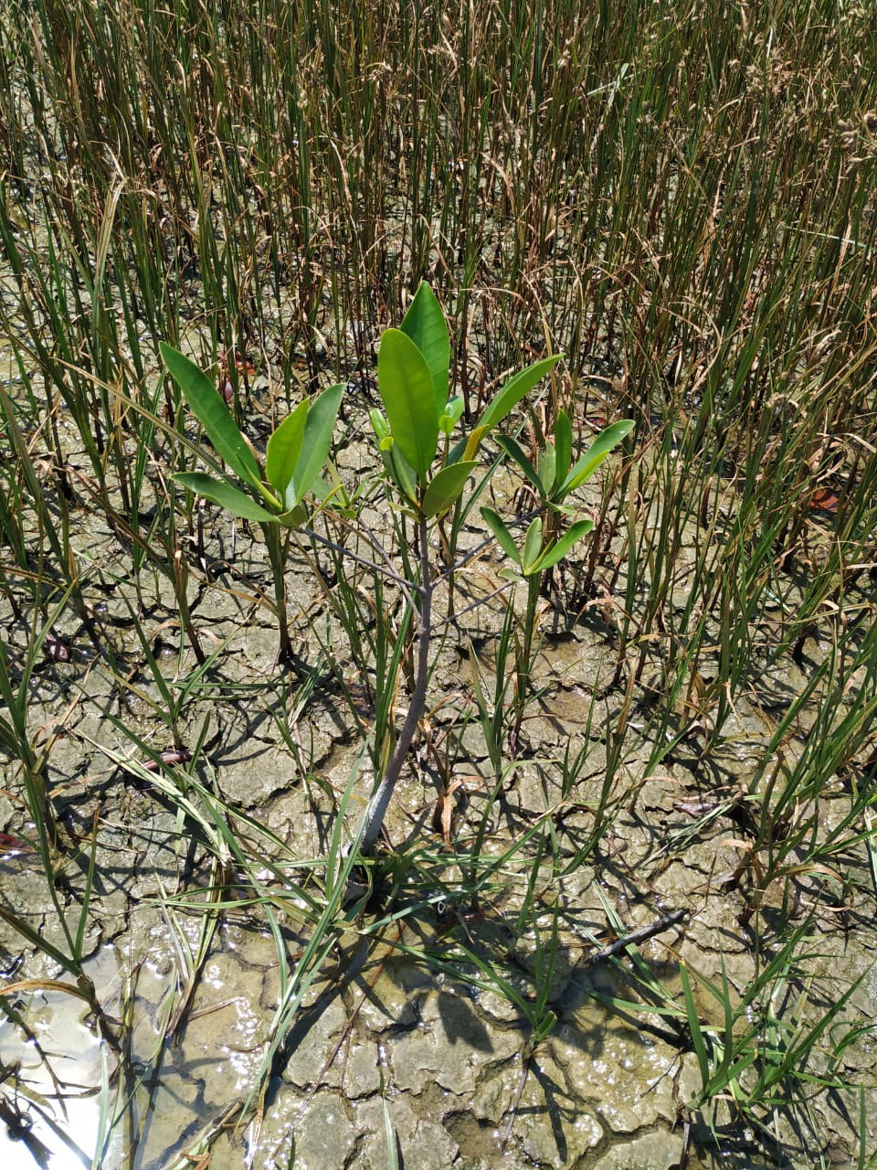 Recuperación del manglar de Santa Cruz de las Haciendas en Nayarit