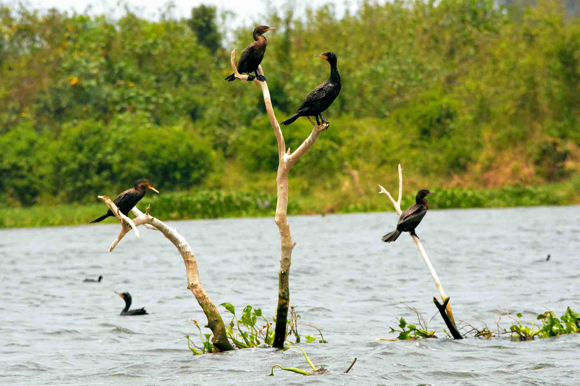 Conanp: Urge contener la contaminación del agua en la cuenca del río La Antigua en Veracruz