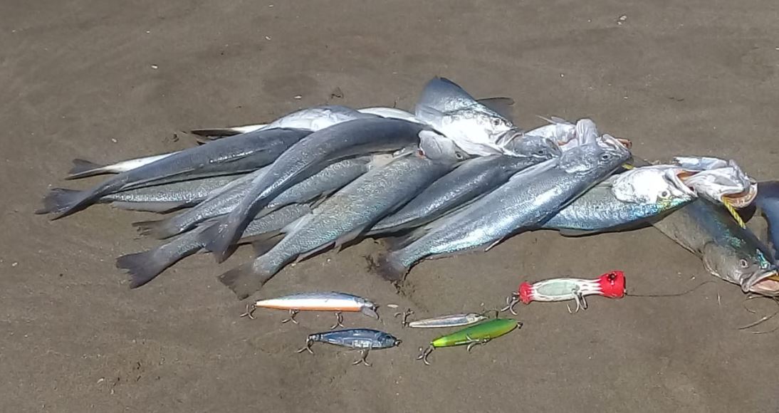 Curvina golfina de la playa El Siaric en la comunidad mayo de Etchojoa, Sonora, México