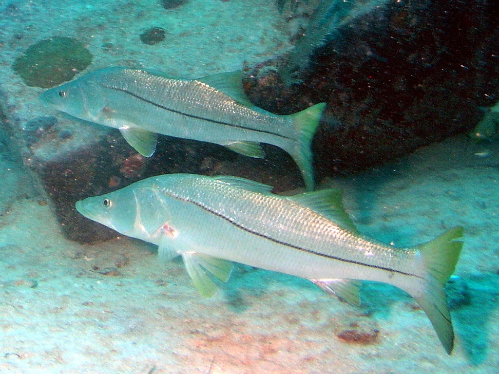 Ecosur, encuentro virtual: Los peces migratorios en México. Investigación y retos para su conservación