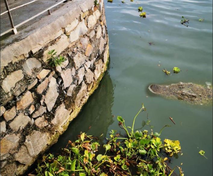 ¡Cuidado pescadores! En alerta autoridades, por avistamientos de cocodrilos (Crocodylus acutus) en lago de Chapala