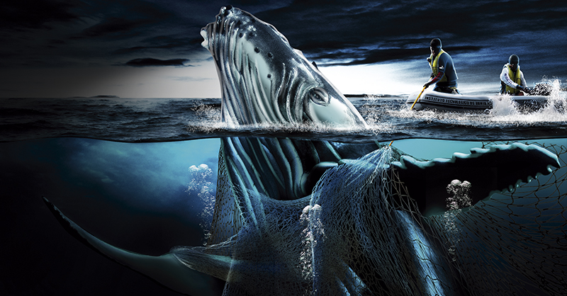 Redes fantasmas, depredadoras de ballenas