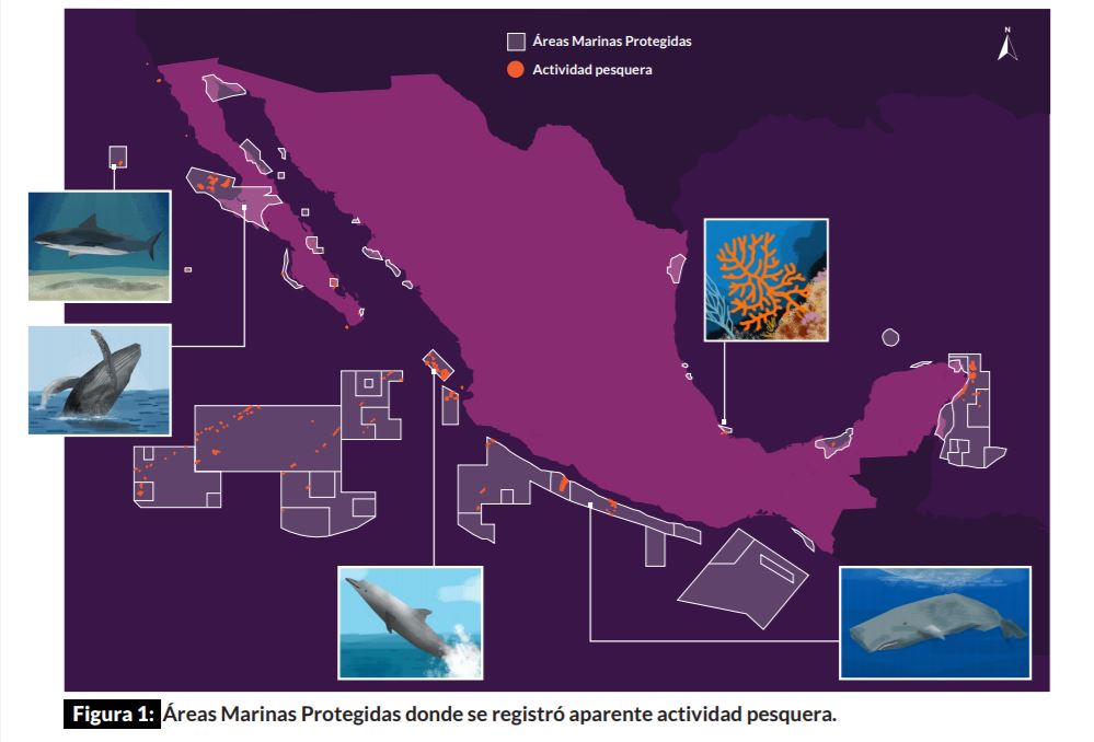 Embarcaciones extranjeras realizaron pesca ilegal en Áreas Marinas Protegidas de México: Oceana