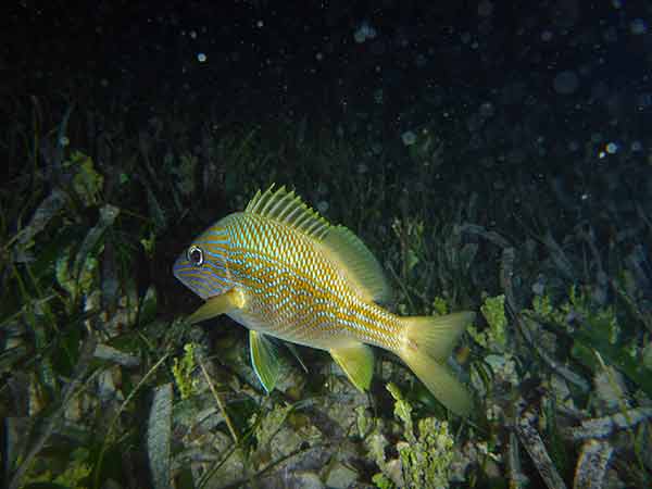 “Mapa de mordiscos”, método para evaluar actividad de peces en zonas de pastizales marinos, e impacto del calentamiento