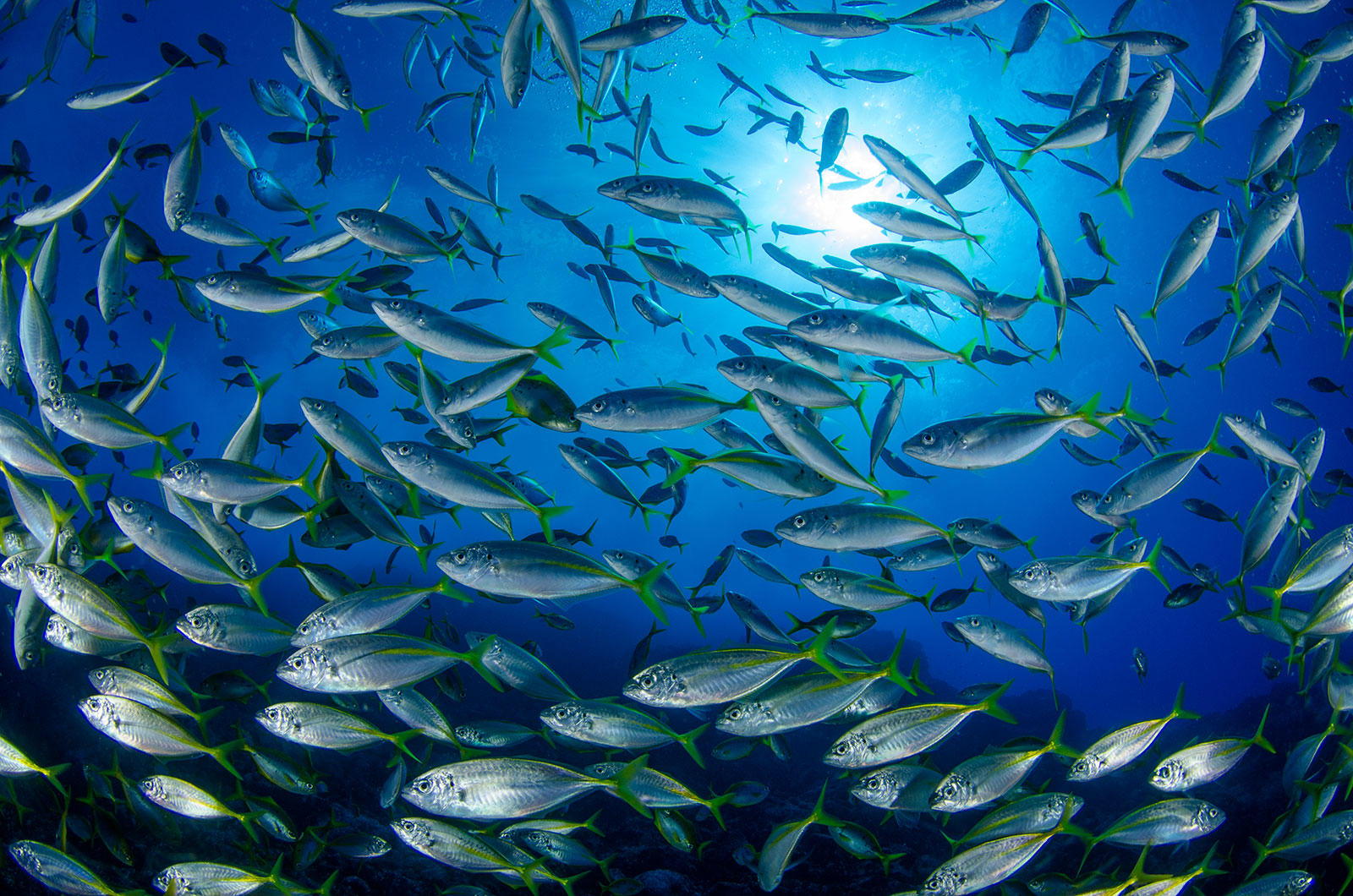 Oceana: México tiene la oportunidad de revertir el daño ambiental de sus océanos, acumulado por décadas de abandono