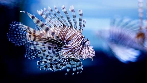 Más de 1,100 especies invasoras amenazan ecosistemas mexicanos y provocan pérdidas millonarias