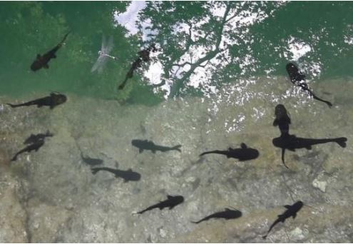 La ictiofauna cenotícola (peces de cenote) más relevante de la península de Yucatán