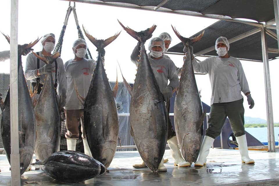 Termina veda en México; reinicia aprovechamiento de diferentes especies de atún