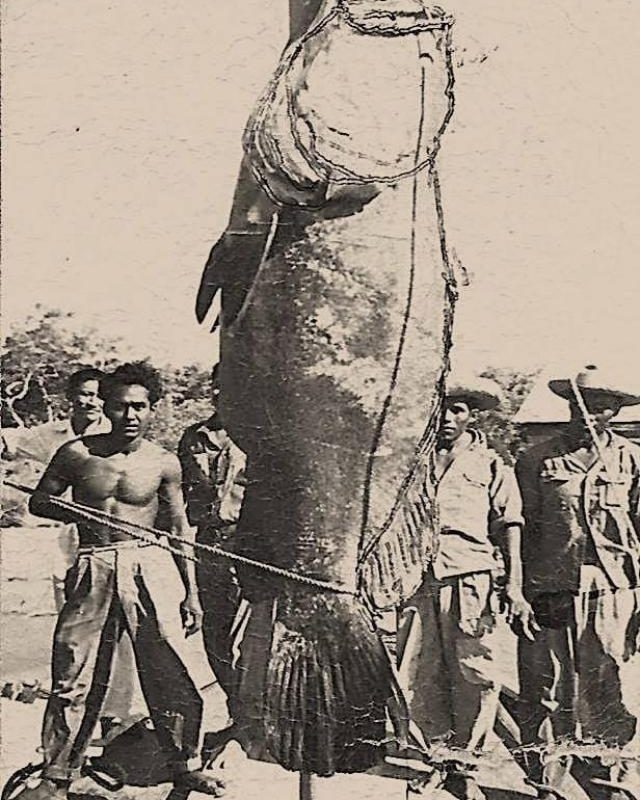 Mega cherna del pasado