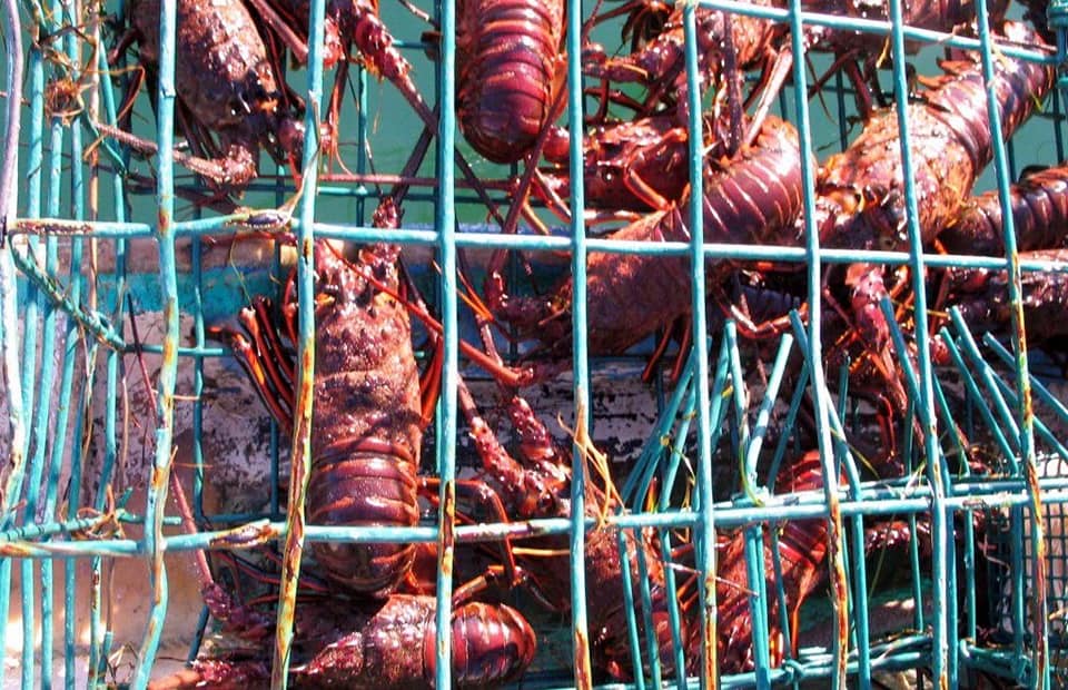 Inicia en Baja California y Baja California Sur la veda de erizo rojo, y langosta