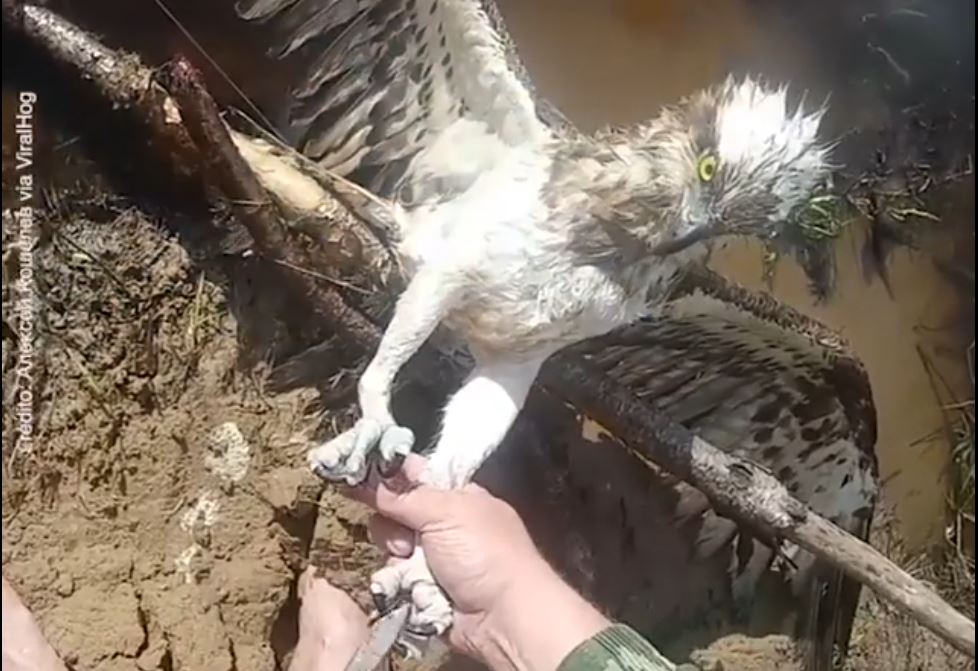 Al rescate de una rapaz, enredada en una línea de pesca