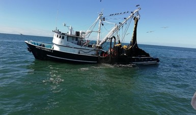 Capacita Inapesca a observadores a bordo en la pesquería de sardina
