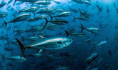 Presenta Inapesca el Plan de Manejo Pesquero para captura de atún aleta azul en el Pacífico Oriental