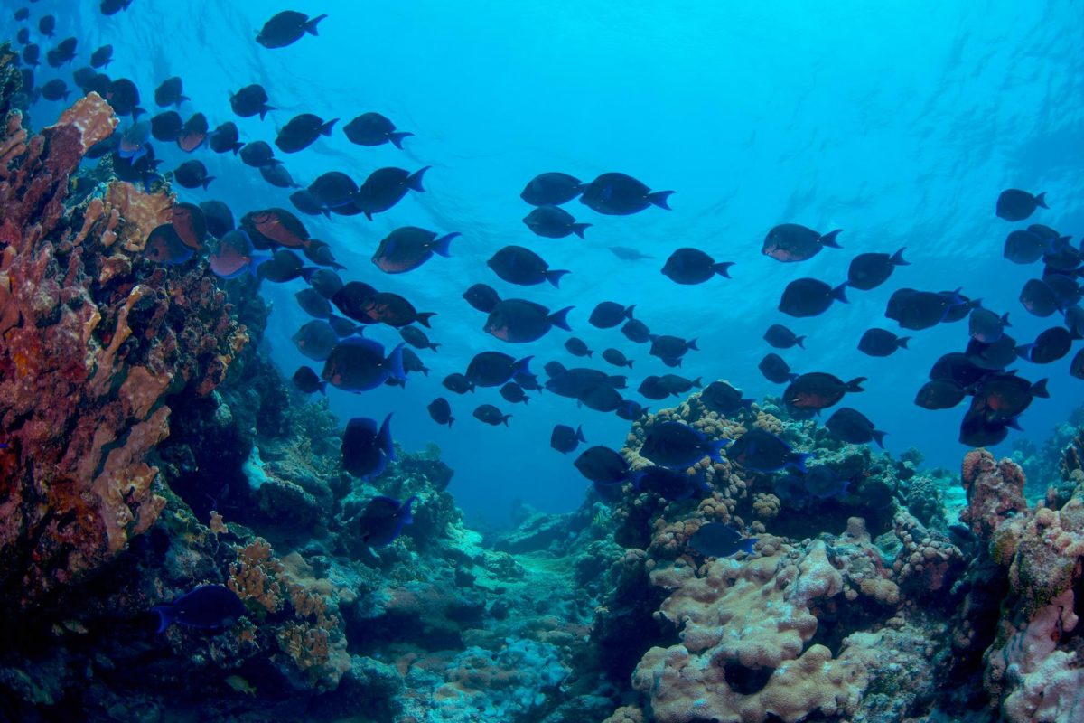 La pesca ilegal pone en jaque a los ecosistemas marinos más ricos de México