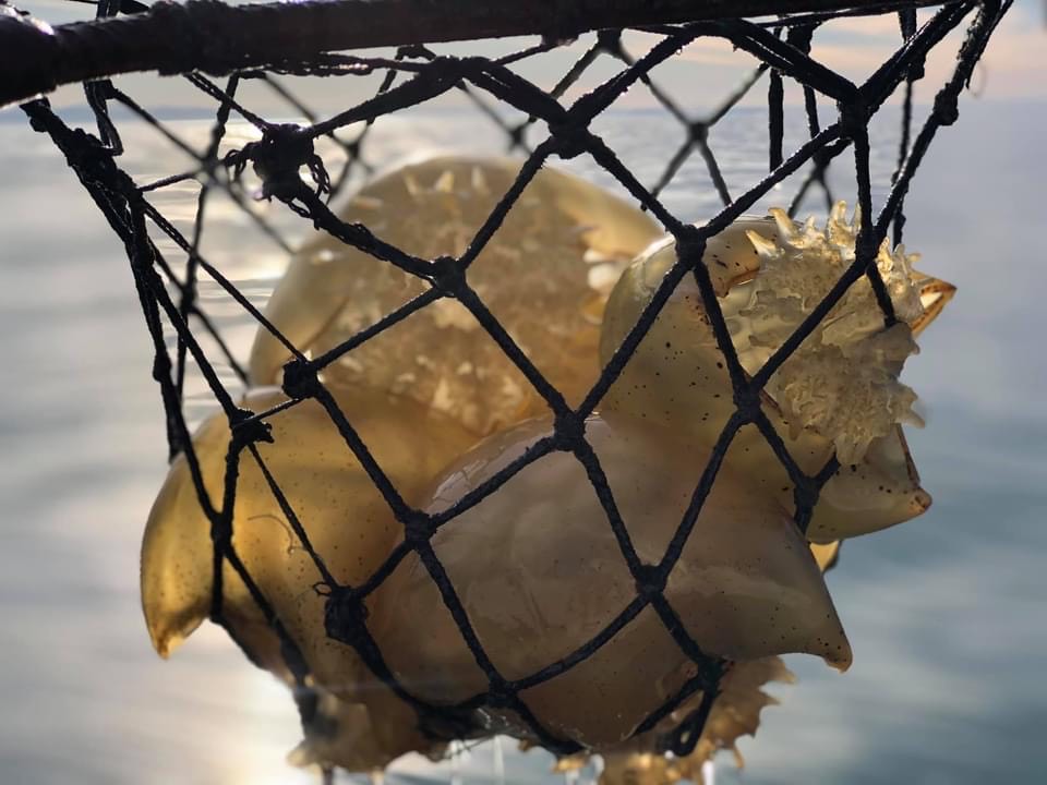 Pesquería de Medusa Bola de Cañón (familia Stomolophidae) en el Alto Golfo de California