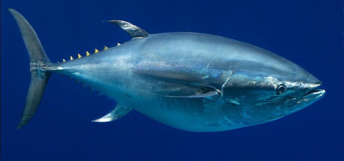 Autoriza gobierno de México pesca de 3,500 t. de atún aleta azul (Thunnus orientalis); pesca deportiva, dos por embarcación