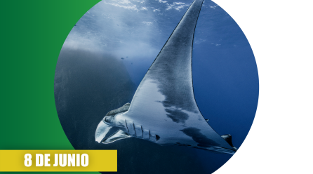 Día mundial de los océanos 2023: Planeta oceánico: las corrientes están cambiando
