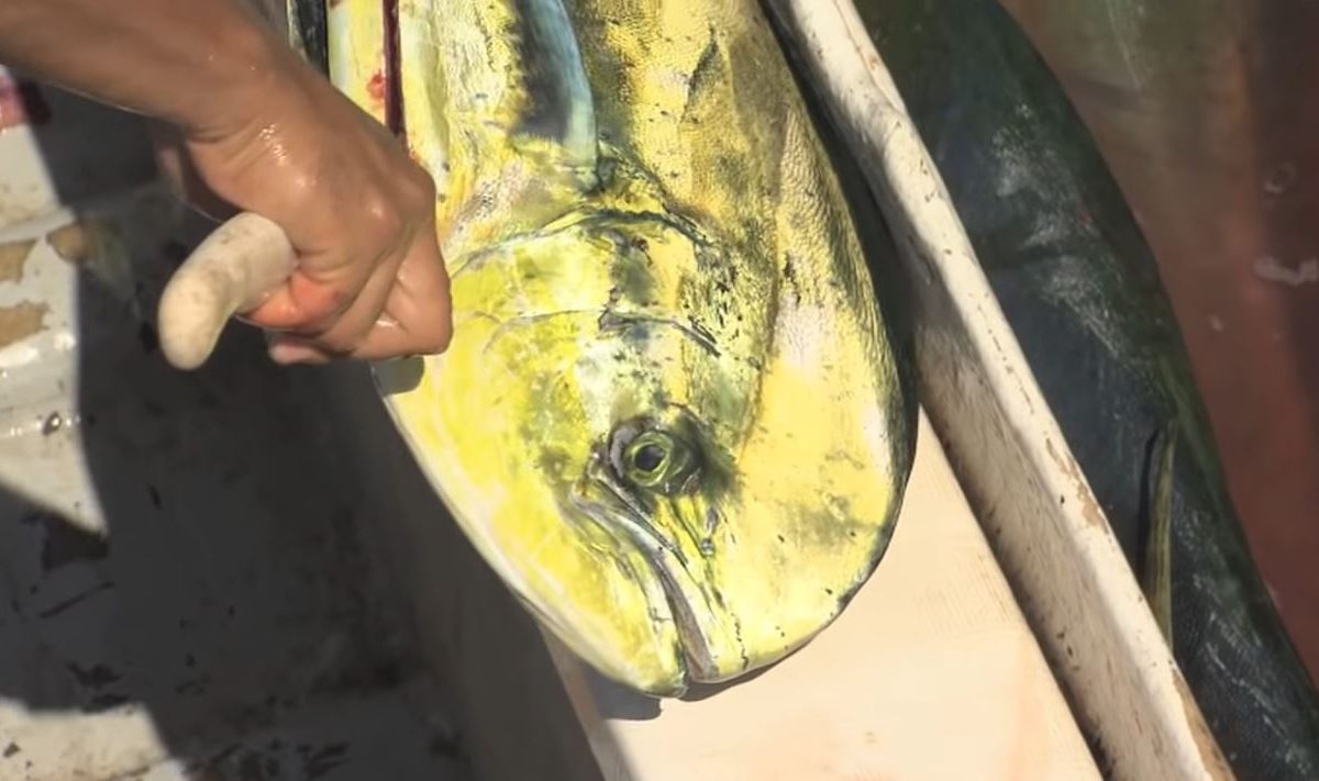 Un pez hecho de oro (Coryphaena hippurus)