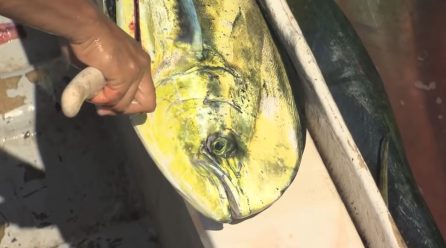 Un pez hecho de oro (Coryphaena hippurus)