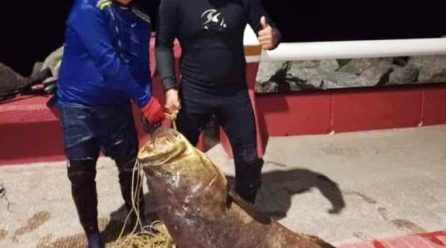 Gigantesca cherna o mero Goliat de 90 Kg y 1.30 m, capturado en escolleras de Coatzacoalcos