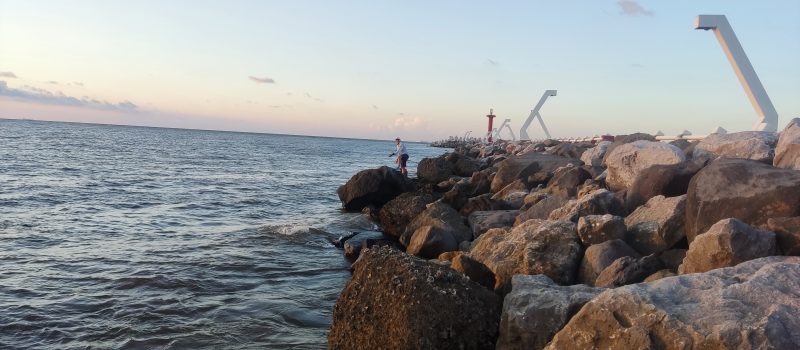 Pargos de Coatzacoalcos (todos los peces fueron liberados)