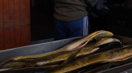 Propuesta para captura comercial de dorado abre debate sobre las implicaciones
