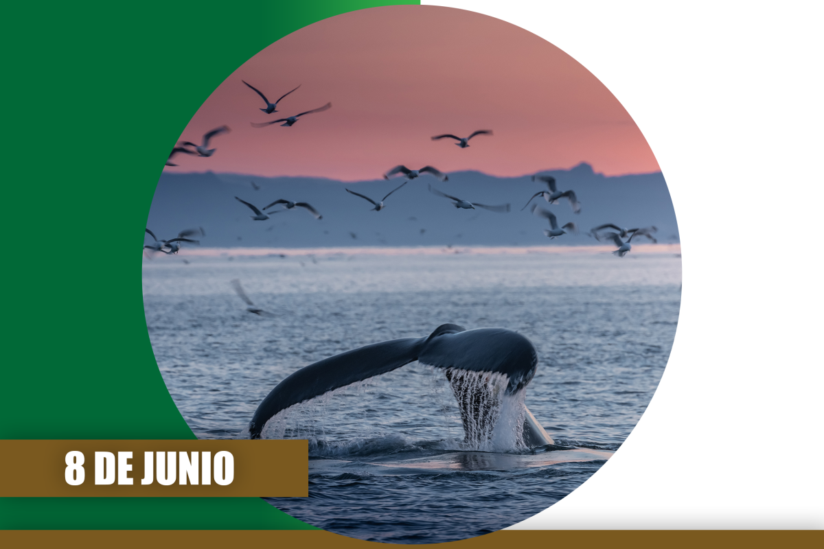 Día Mundial de los Océanos: degradados y contaminados, son la base de nuestra vida