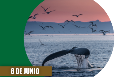 Día Mundial de los Océanos: degradados y contaminados, son la base de nuestra vida