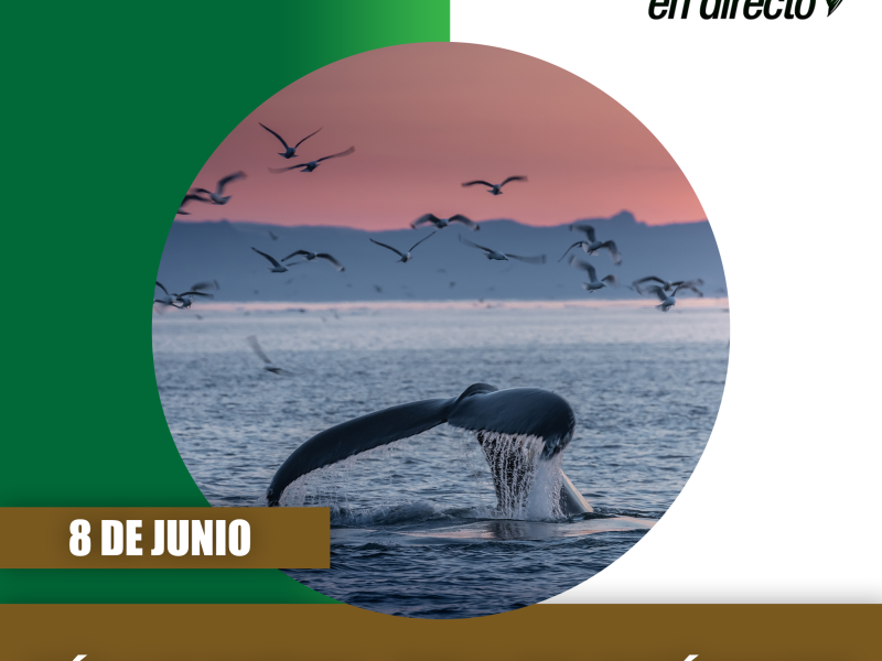Día Mundial de los Océanos: degradados y contaminados, son la base de nuestra vida